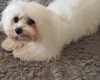 Maltese