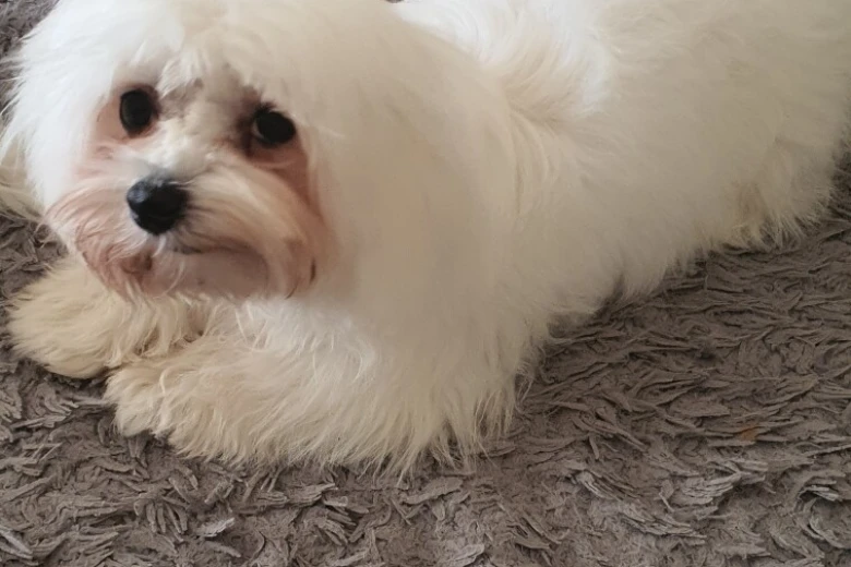 Maltese