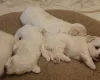Maltese