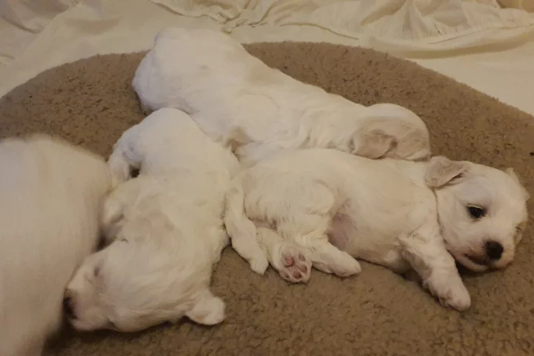 Maltese