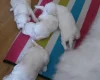 Maltese