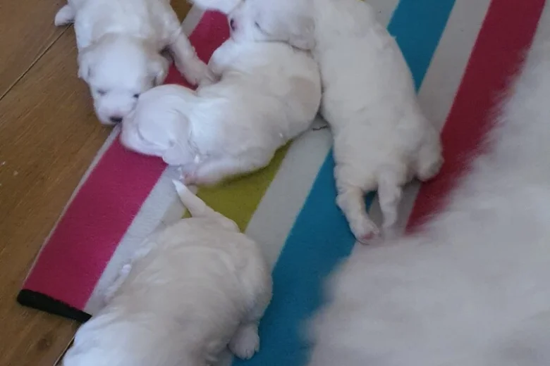 Maltese