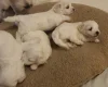 Maltese