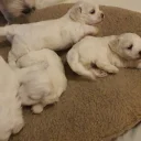 Maltese