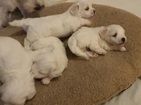 Maltese