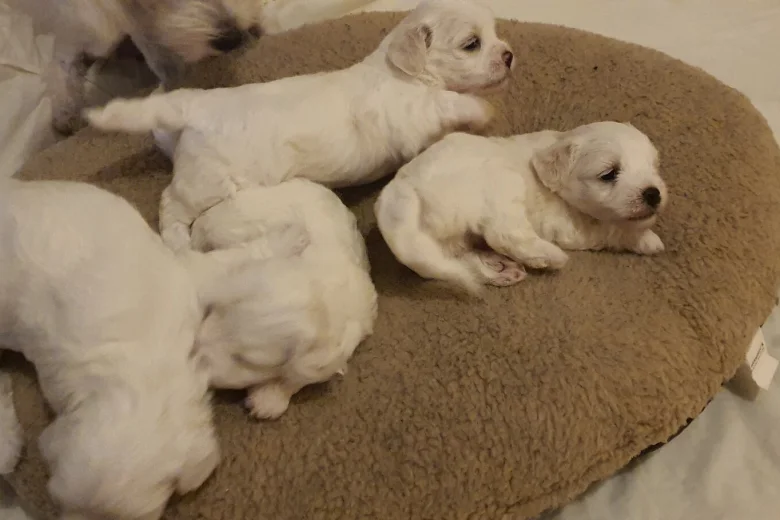 Maltese