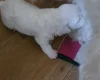 Maltese