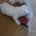 Maltese