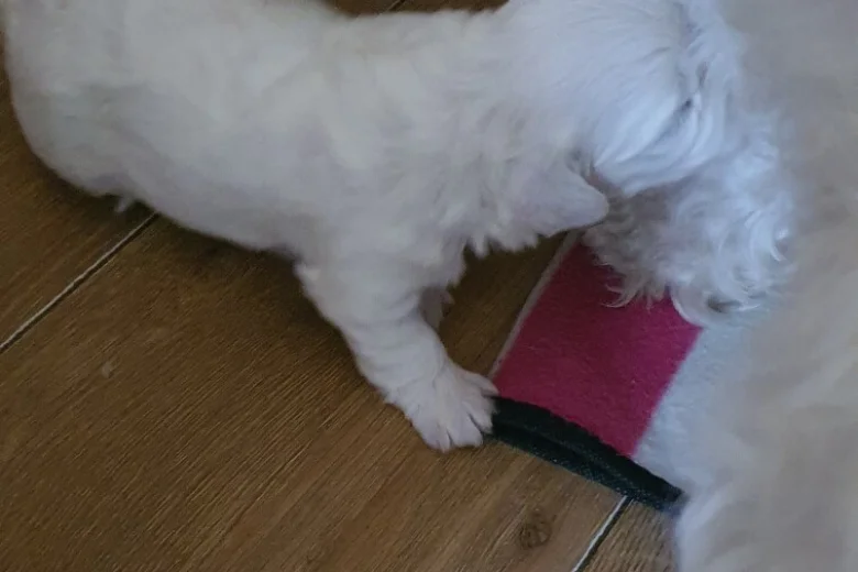 Maltese
