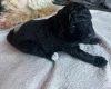 Maltipoo