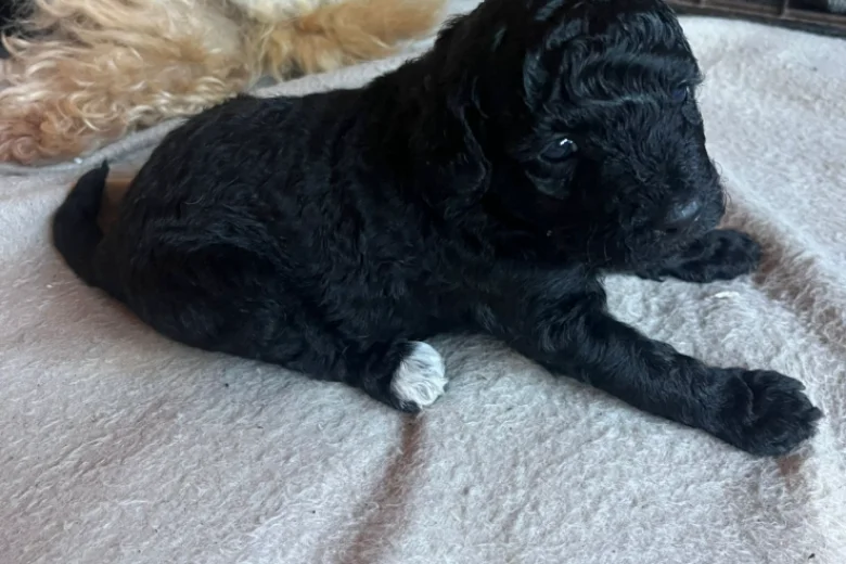 Maltipoo