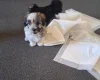 Maltipoo
