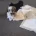Maltipoo
