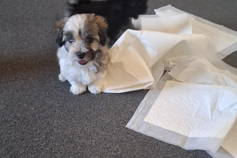 Maltipoo