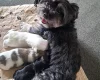 Maltipoo