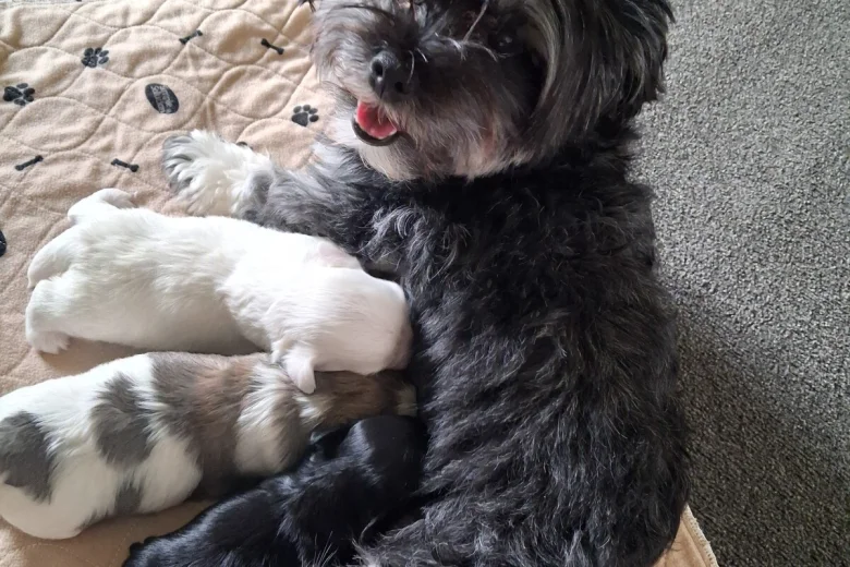 Maltipoo