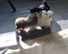 Maltipoo