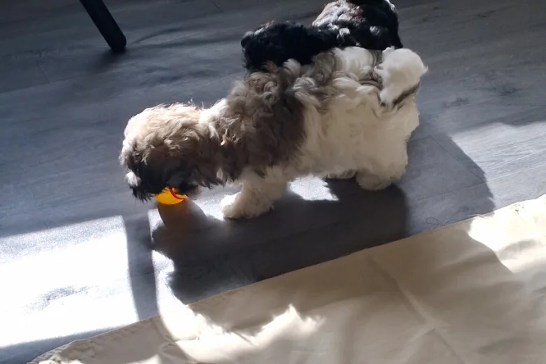 Maltipoo