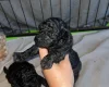 Maltipoo