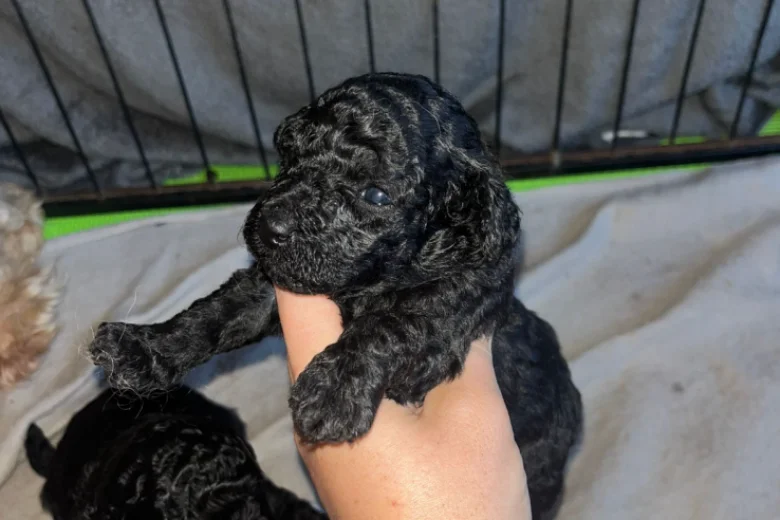 Maltipoo