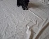 Maltipoo