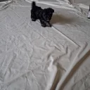 Maltipoo