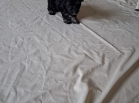 Maltipoo