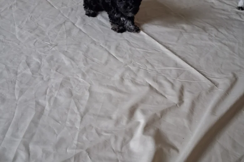 Maltipoo