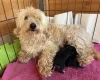 Maltipoo