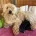 Maltipoo
