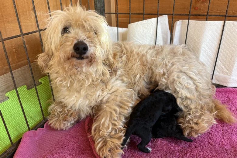 Maltipoo