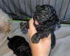 Maltipoo
