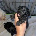 Maltipoo