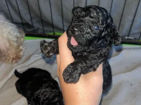 Maltipoo