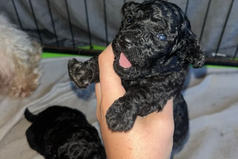 Maltipoo