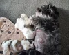 Maltipoo