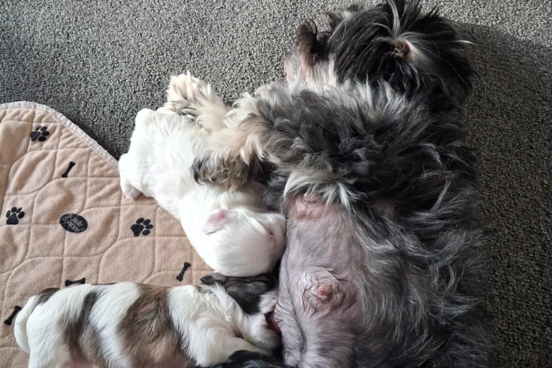 Maltipoo