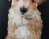 Maltipoo