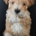 Maltipoo