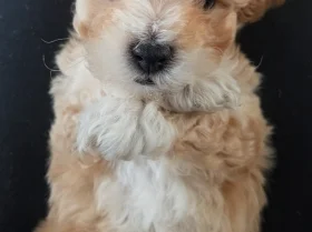 Maltipoo