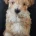 Maltipoo