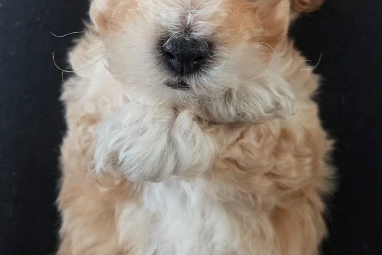 Maltipoo