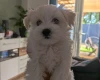 Maltipoo
