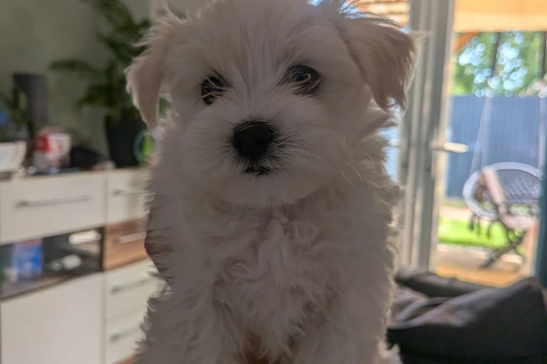 Maltipoo