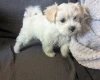 Maltipoo