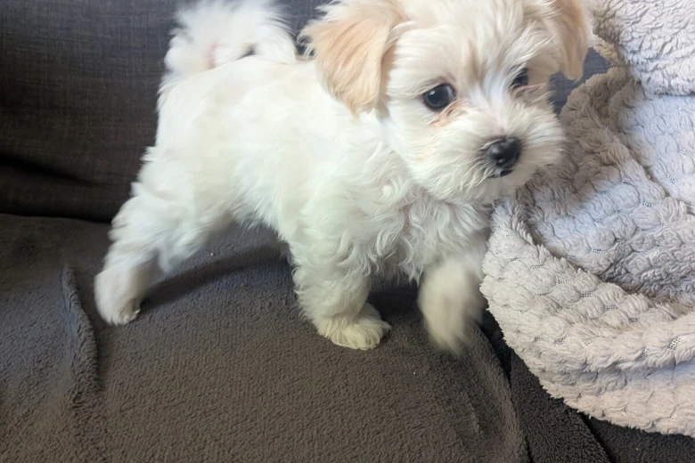 Maltipoo