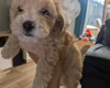 Maltipoo