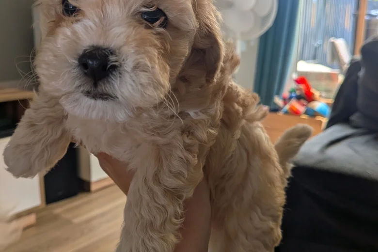 Maltipoo