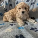 Maltipoo