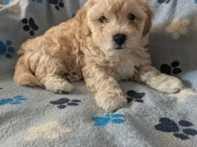 Maltipoo